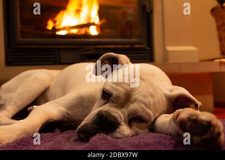 White boxer dog sleeping on a purple rug near the burning fireplace. Resting dog. Stock Photo