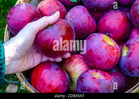 middle aged woman's hand holding a single Ida Red type apple from a basket full Stock Photo