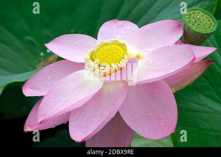 Lotus with drops of water on petals, Far East of Russia. Stock Photo
