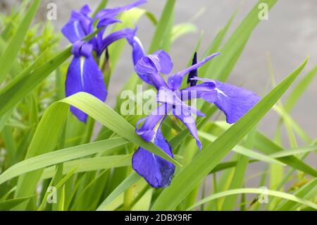 Bright flowers of irises with green leaves on a summer sunny day Stock Photo