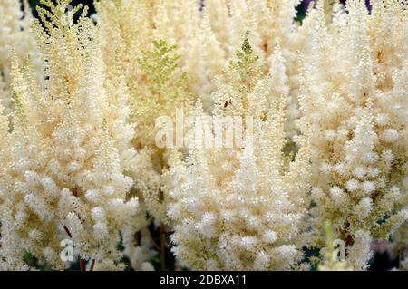 Selective focus of light yellow Astilbe flowers (false goat's beard). Russian Far East. Stock Photo