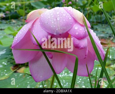 Lotus with drops of water on petals, Far East of Russia. Stock Photo