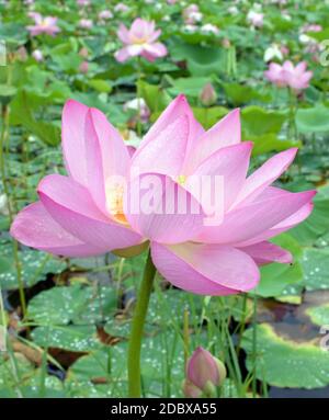 Lotus with drops of water on petals, Far East of Russia. Stock Photo