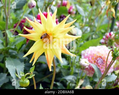 Yellow flower of Dahlia on a background of flowers and green leaves Stock Photo