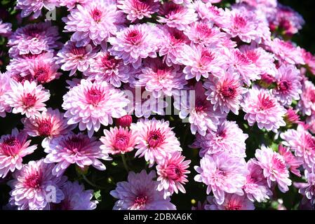 Many pink chrysanthemums under sunlight in an autumn day Stock Photo