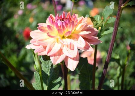 Bright pink dahlia flower on green background. Russian Far East, Autumn Stock Photo