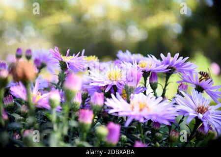 Selective focus of autumn flower Aster alpinus (blue alpine daisy) under sunlight. Russian Far East Stock Photo