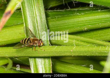 Hoverfly sits in a meadow on a blade of grass against a green background Stock Photo