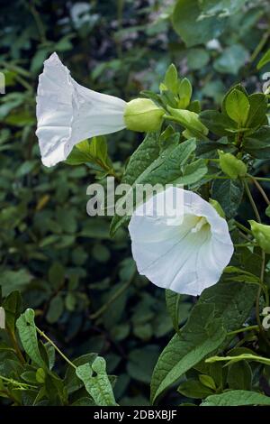 Hedge bindweed (Calystegia sepium). Known as Larger Bindweed, Rutland Beauty, Heavenly Trumpets and Bellbind also. Stock Photo