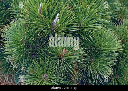 Thunderhead Japanese black pine (Pinus thunbergii 'Thunderhead') Stock Photo