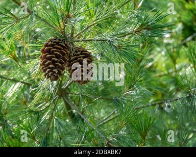 Two pine cones on a branch of a Holford pine tree, Pinus holfordiana Stock Photo