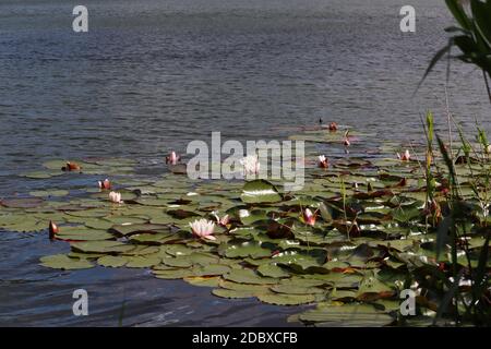 water lily Stock Photo