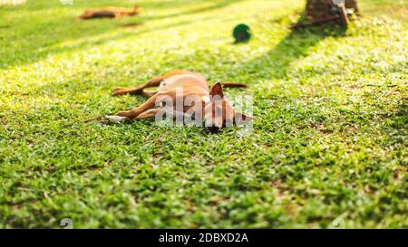 Lazy stray dog lying on the fresh green grass lawn in holiday resort. Kalutara, Sri Lanka Stock Photo