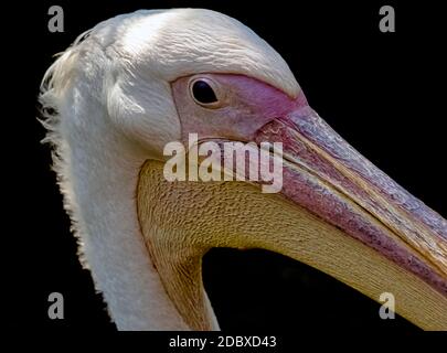 Great white pelican (Pelecanus onocrotalus) also known as eastern white or rosy pelican Stock Photo