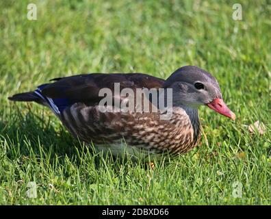 Male mandarin duck Aix galericulata in plain dress Stock Photo