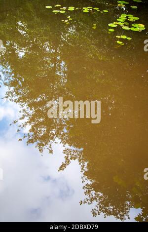 Surreal abstract close up of forest reflection in pond. Lily pads float on the surface. Blue sky and leaves visible in water. Stock Photo