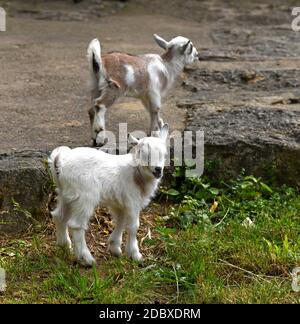little goat on the farm Stock Photo