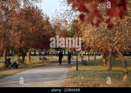 Islamabad. 17th Nov, 2020. Photo taken on Nov. 17, 2020 shows the autumn scenery of Fatima Jinnah Park in Islamabad, capital of Pakistan. Credit: Ahmad Kamal/Xinhua/Alamy Live News Stock Photo