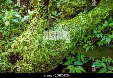 sapful green ground cover vegetation scenery Stock Photo