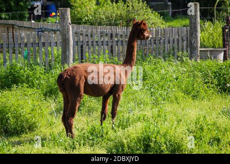 Alpacas in a pasture. They make very good wool. Stock Photo