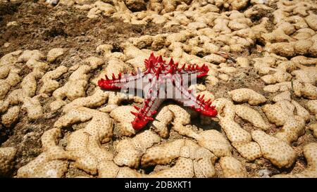 African Red-knobbed Starfish (Protoreaster linckii) on wet yellow corals during low tide. Malindi, Kenya Stock Photo