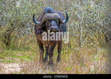 Cap Buffalo in the Kruger National Park in South Africa Stock Photo