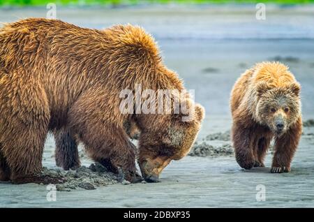 Bear (Ursus arctos) viewing at Hallo Bay Camp. A sow and her two cubs hunt for clams while awaiting the arrival of salmon to local streams; Alaska, Un