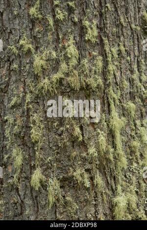 Texture shot of brown tree bark, filling Stock Photo