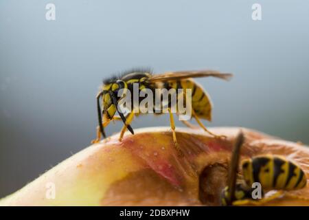 a bee on an apple Stock Photo