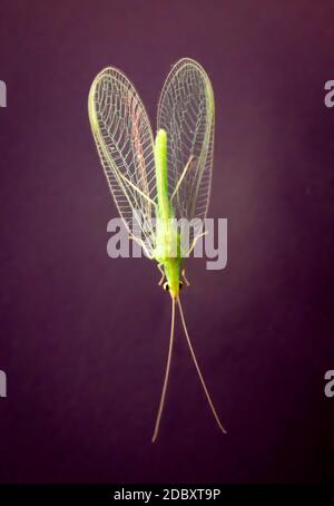 A net wing (Neuroptera, syn .: Planipennia) also called adhesive Stock ...