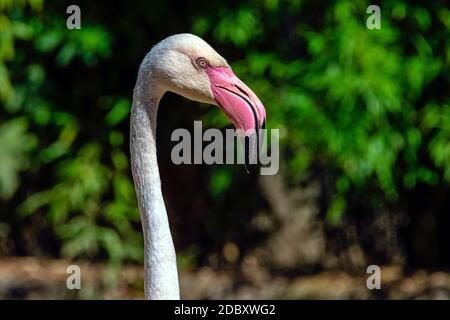 Greater flamingo (Phoenicopterus roseus) is the most widespread and largest species of the flamingo family Stock Photo