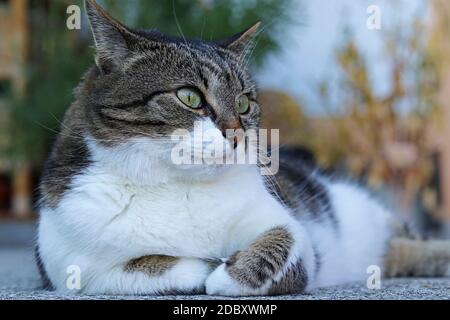 A cat lies relaxed on the floor with his feet bashed in Stock Photo