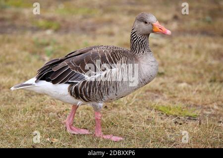 Graugans Anser anser in the nature reserve Wagbachniederung Stock Photo