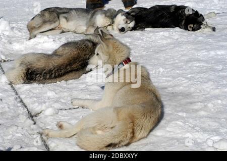 sledge dogs or huskies in winter, laying in the snow on a sunny day Stock Photo
