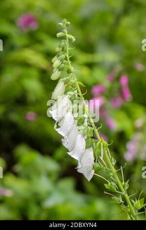 Photo of thimbles, thimble in the forest. Foxglove is poisonous and comes in different colors. Stock Photo