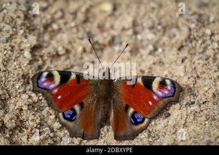 Portrait, a close up of a peacock butterfly on a plant, in nature. Stock Photo