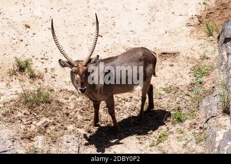 Waterbuck in the Kruger National Park in South Africa Stock Photo