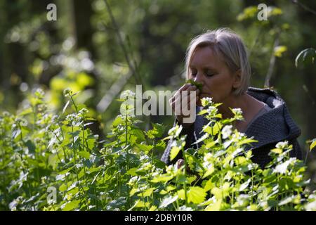 Knoblauchsrauke-Ernte, Kräuterernte, Frau in einem Bestand von Knoblauchsrauke in einem Wald, Kräuter sammeln, Knoblauchsrauke, Gewöhnliche Knoblauchs