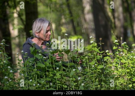 Knoblauchsrauke-Ernte, Kräuterernte, Frau in einem Bestand von Knoblauchsrauke in einem Wald, Kräuter sammeln, Knoblauchsrauke, Gewöhnliche Knoblauchs