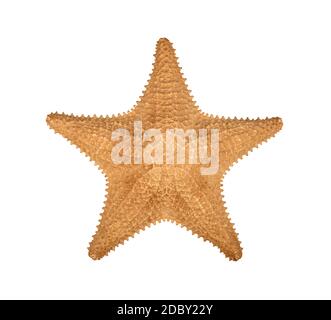 Close up one dried sea starfish (sea star, asteroid or five finger fish) isolated on white background, elevated top view, directly above Stock Photo