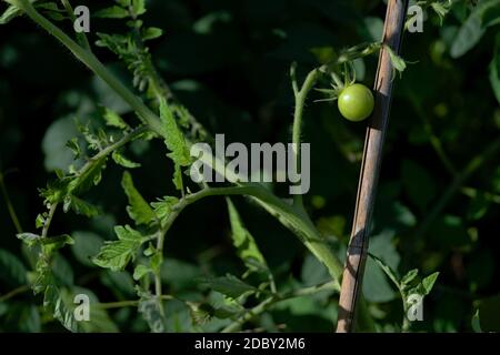 On right of frame, a small single green unripe cherry tomatoes shines bright in evening sunlight. Vivid green colors with left side copy space Stock Photo