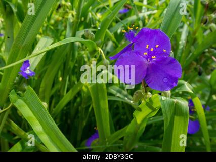 Virginia Spiderwort purple in meadow Stock Photo