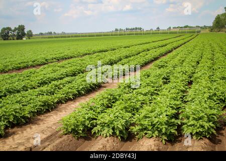 Magnificently thriving potato plants in a potato field Stock Photo