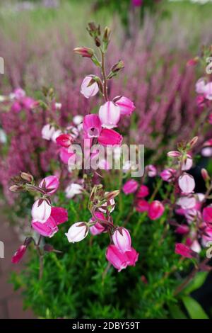 Bell heather Stock Photo