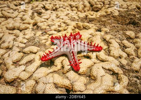 African Red-knobbed Starfish (Protoreaster linckii) on wet yellow corals during low tide. Malindi, Kenya Stock Photo