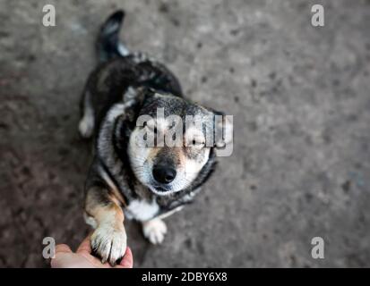 cute dog gives its paw to the owner's hand and squeezes its eyes shut Stock Photo