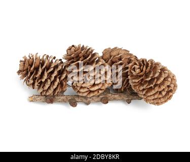 branch with dry cones of Japanese larch isolated on a white background, Kempfer larch Stock Photo