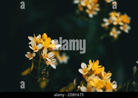 Close-up of a raceme of white and golden yellow flowers of ribes aureum in nature Stock Photo
