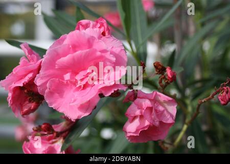 Close up of a red oleander Stock Photo