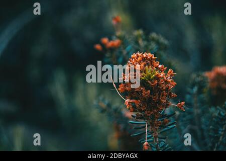 Close-up of a bunch of small dried flowers of an erica vagans plant on an unfocused background Stock Photo